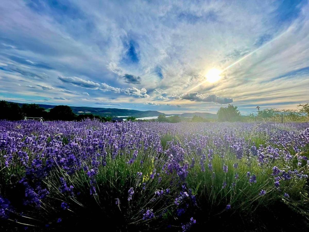 Natura Hill Zebegeny - Butik Szobak Es Etterem Exterior foto