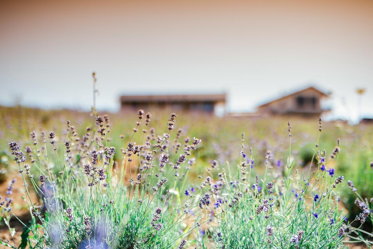 Natura Hill Zebegeny - Butik Szobak Es Etterem Exterior foto